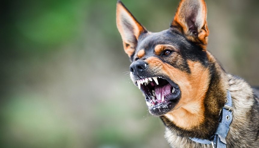 Dog Bite Tulsa dog bite lawyer
